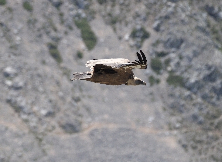 Incontro col Grifone (Gyps fulvus )